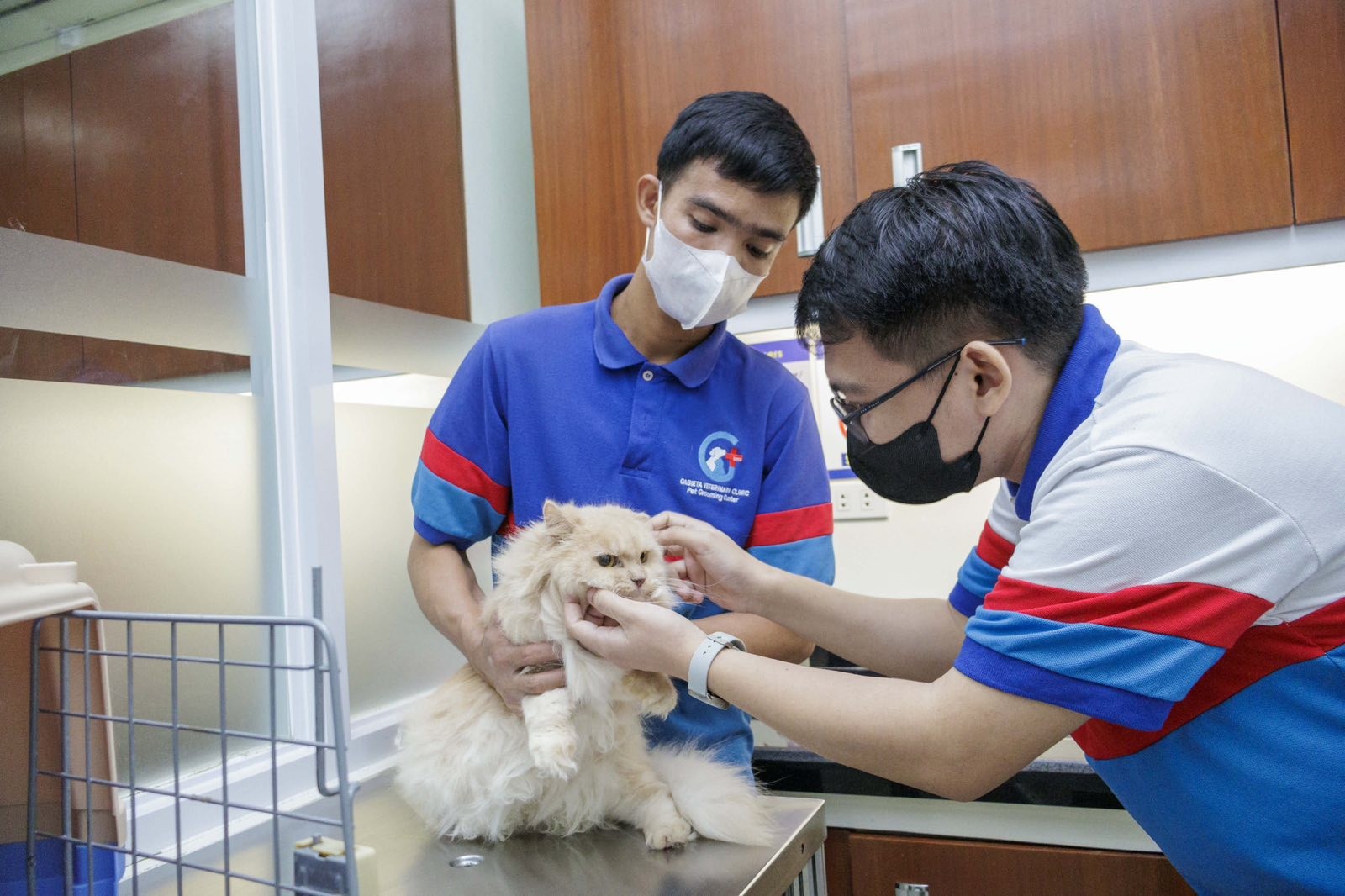 Veterinarian Examining Cat on Consultation Table