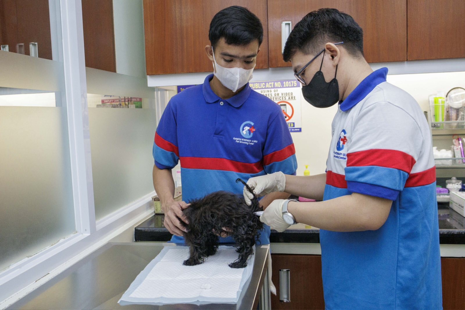 Puppy Wellness Examination