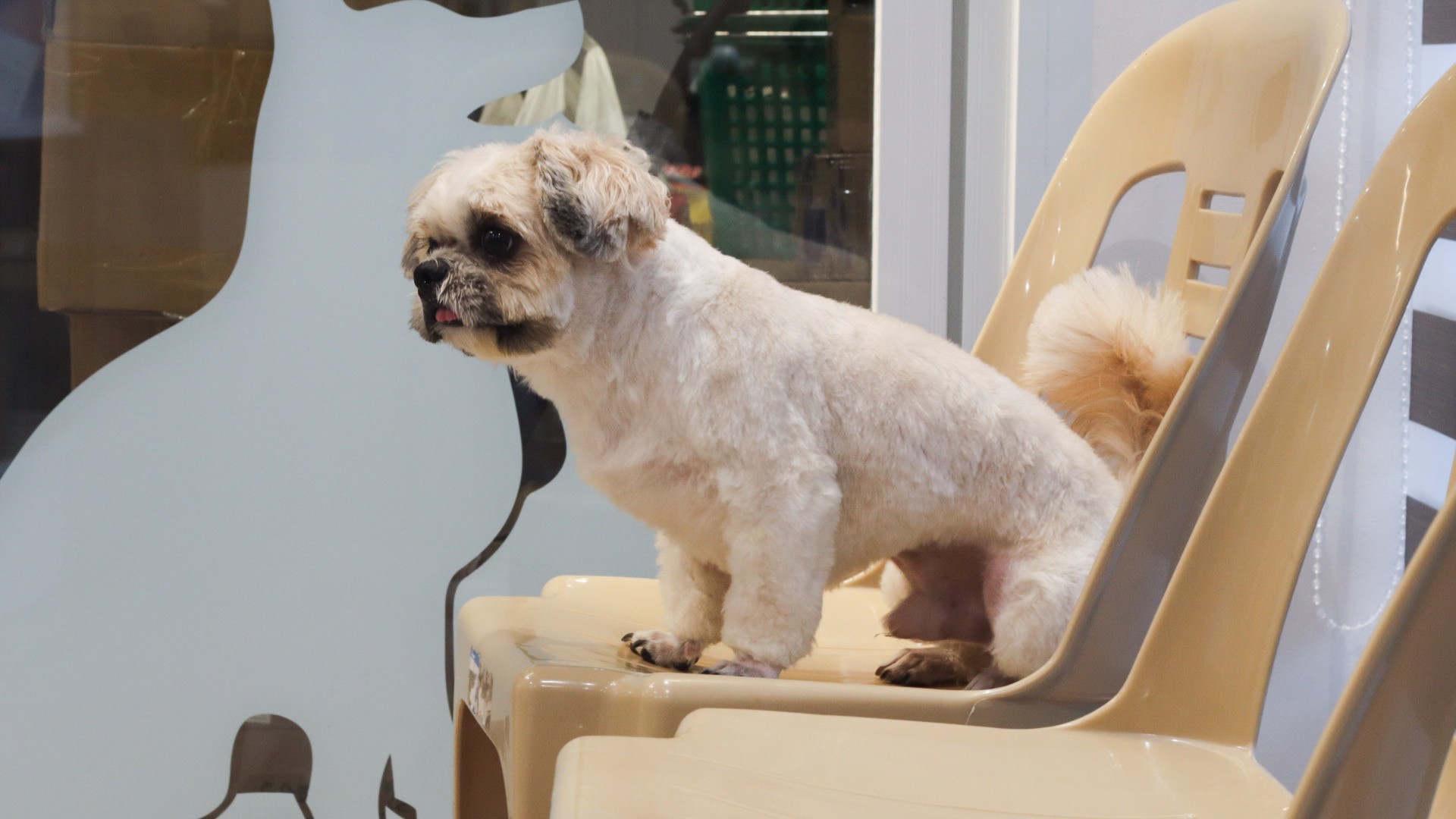 Cute Pet Patient Waiting for Checkup
