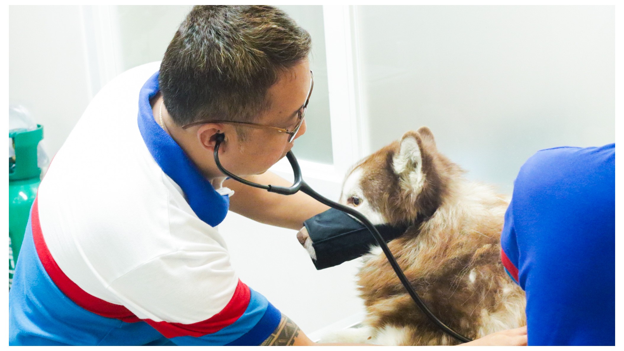 Veterinarian Examining Dog with Stethoscope