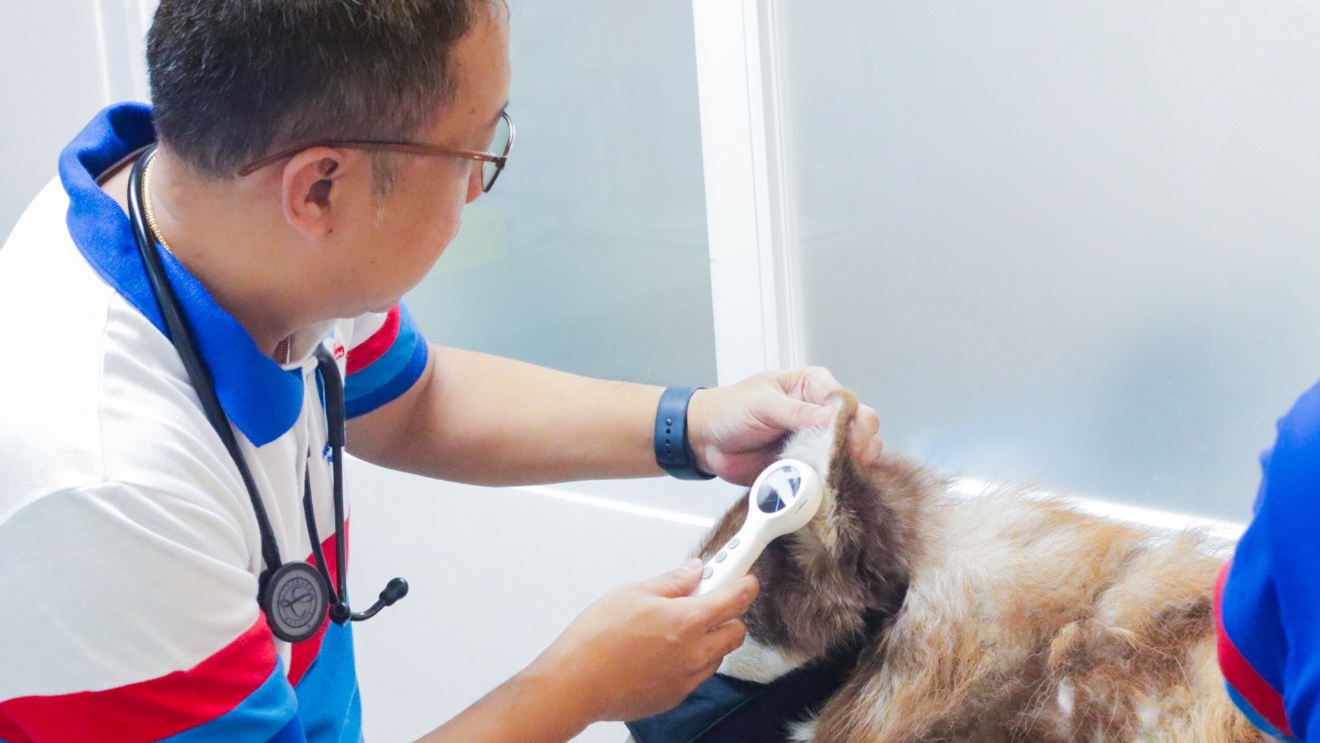 Veterinary Ear Examination