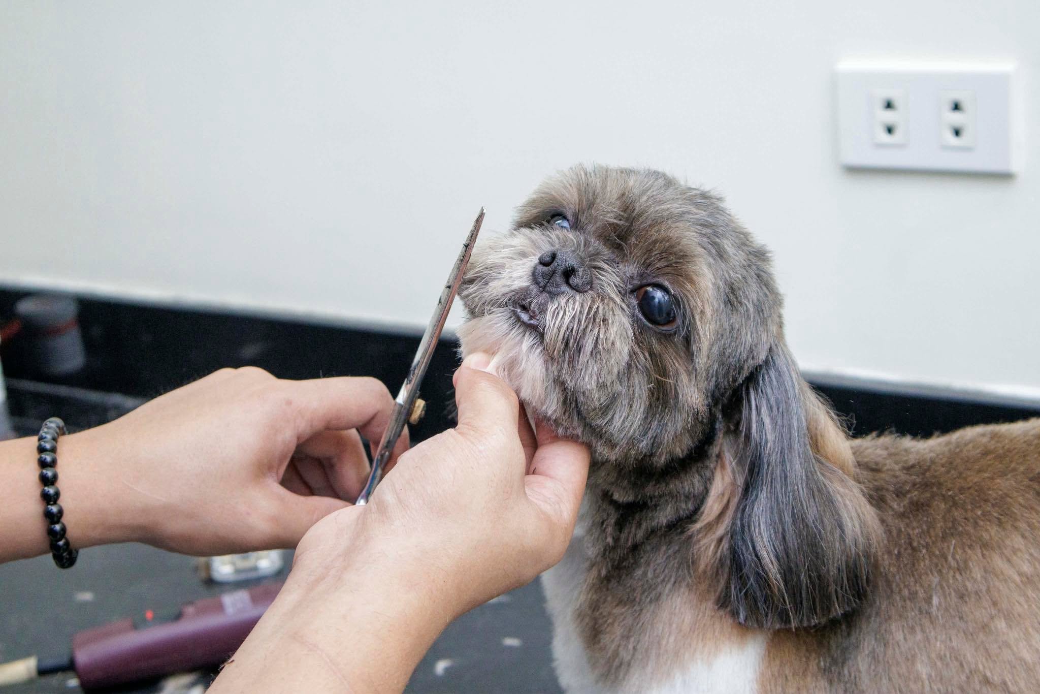 Pet Grooming