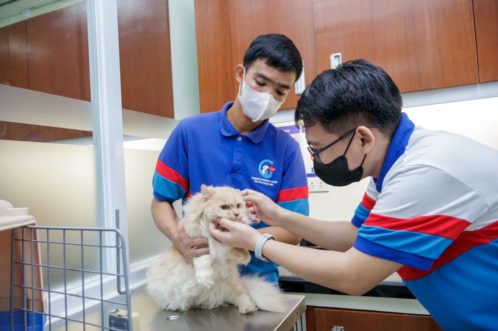 Gabieta team gently checking a long-haired cat during a grooming session