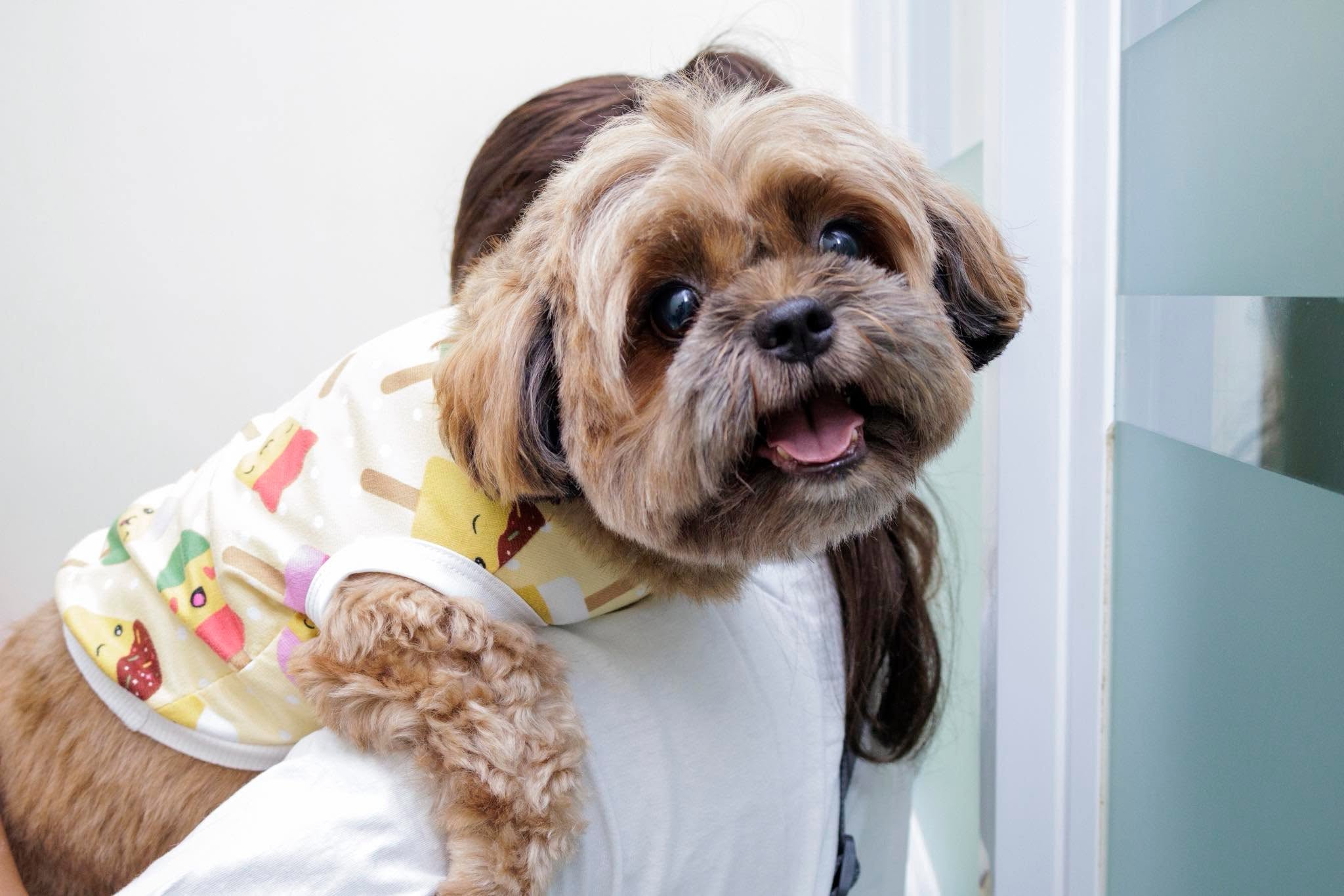 Happy freshly groomed dog after a session at Gabieta